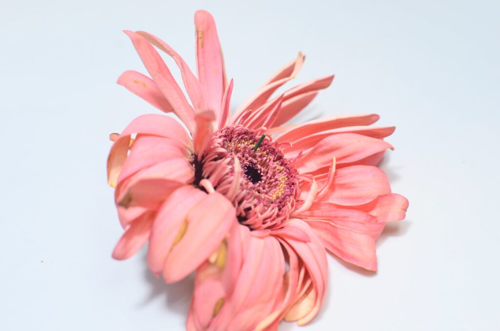 bud of pink flower in studio