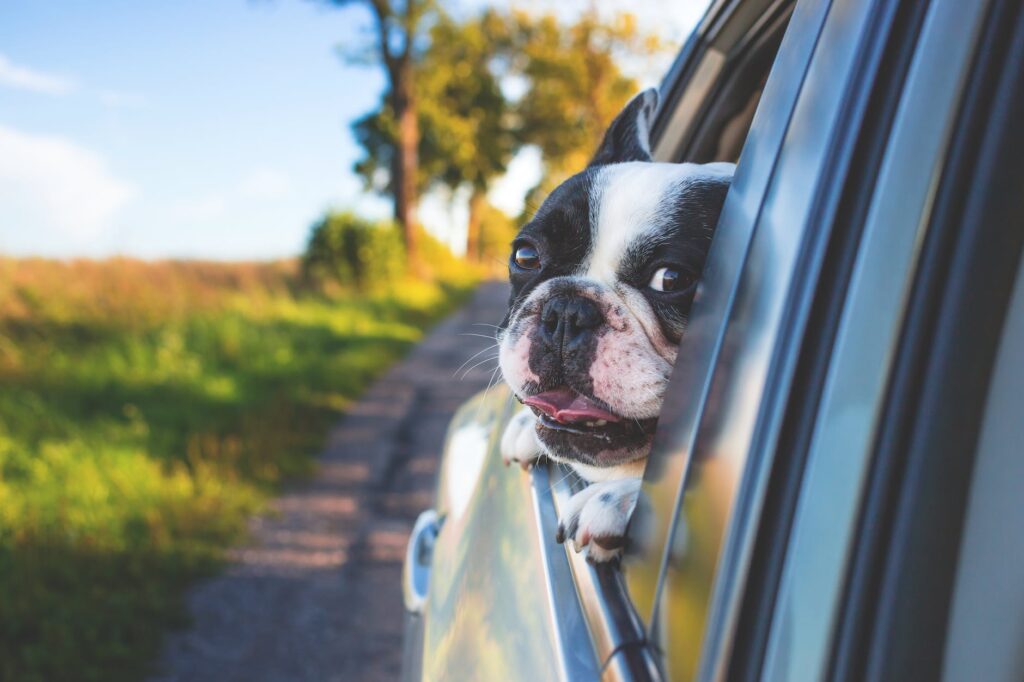 white and black short coat puppy on black window car